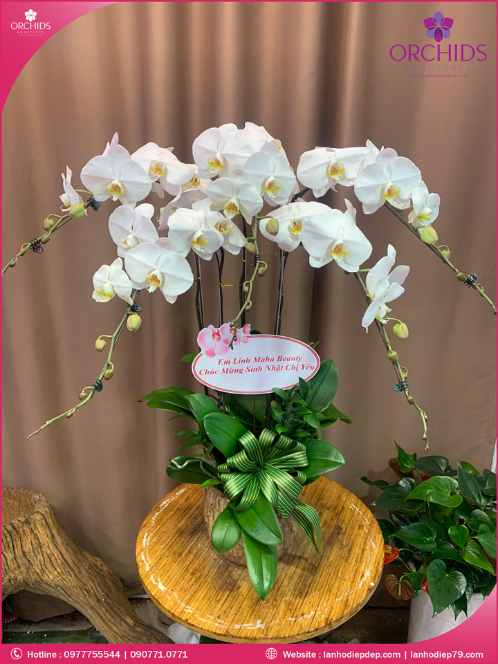 Chậu hoa lan hồ điệp trắng 5 cành