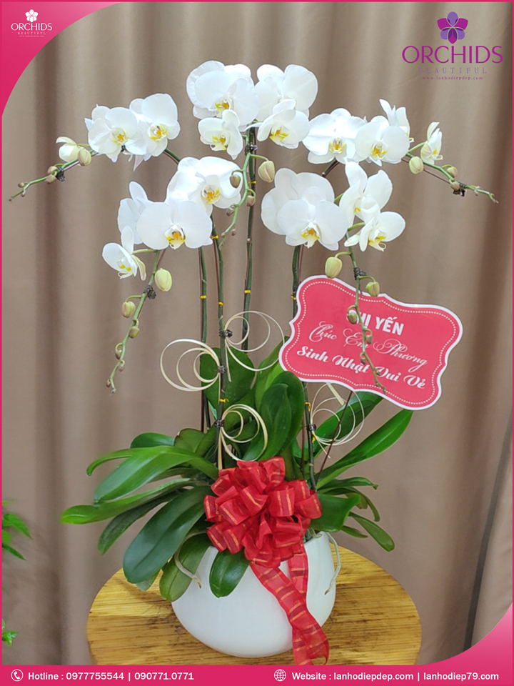 Chậu hoa lan hồ điệp trắng 5 cành