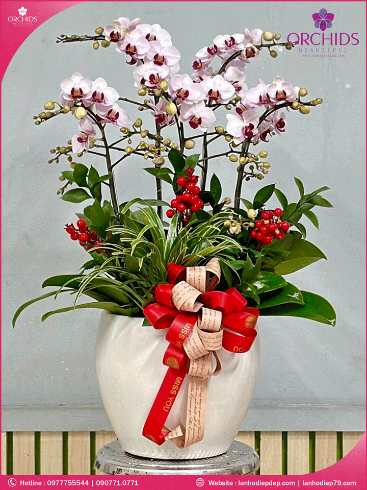 Chậu hoa lan hồ điệp trắng 5 cành