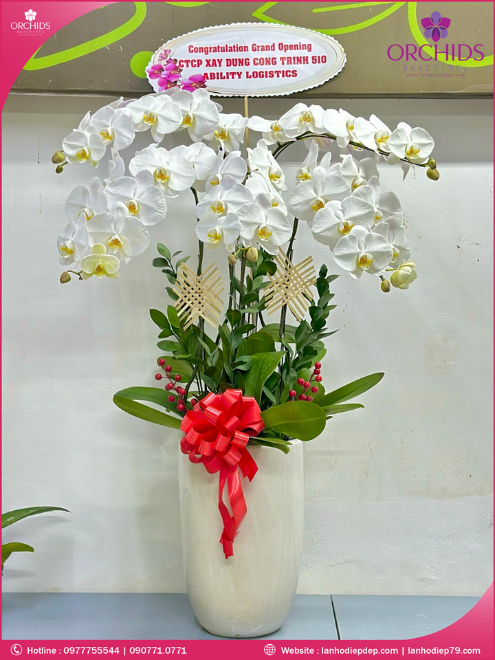 Chậu hoa lan hồ điệp trắng 15 cành