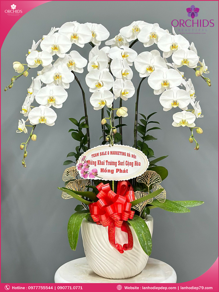 Chậu hoa lan hồ điệp trắng 5 cành