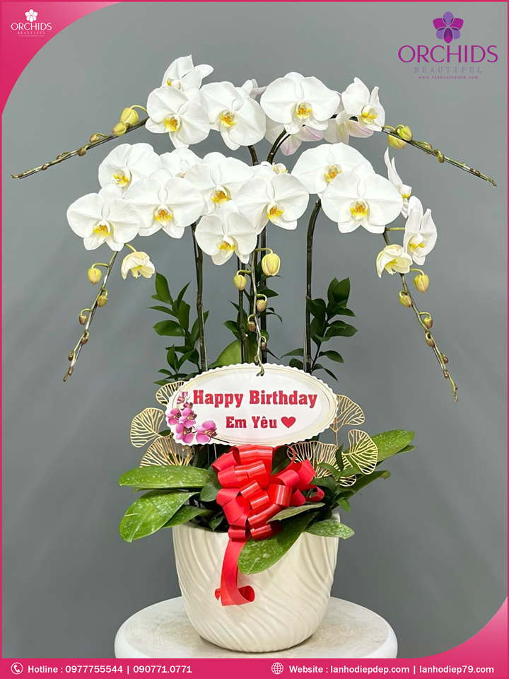 Chậu hoa lan hồ điệp trắng 5 cành