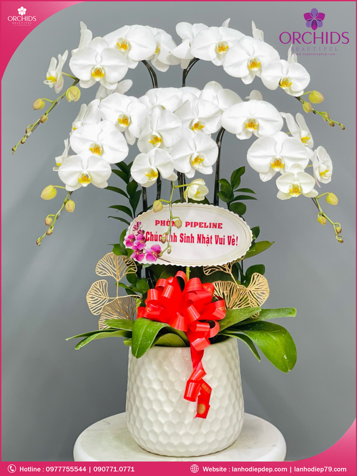 Chậu hoa lan hồ điệp trắng 5 cành