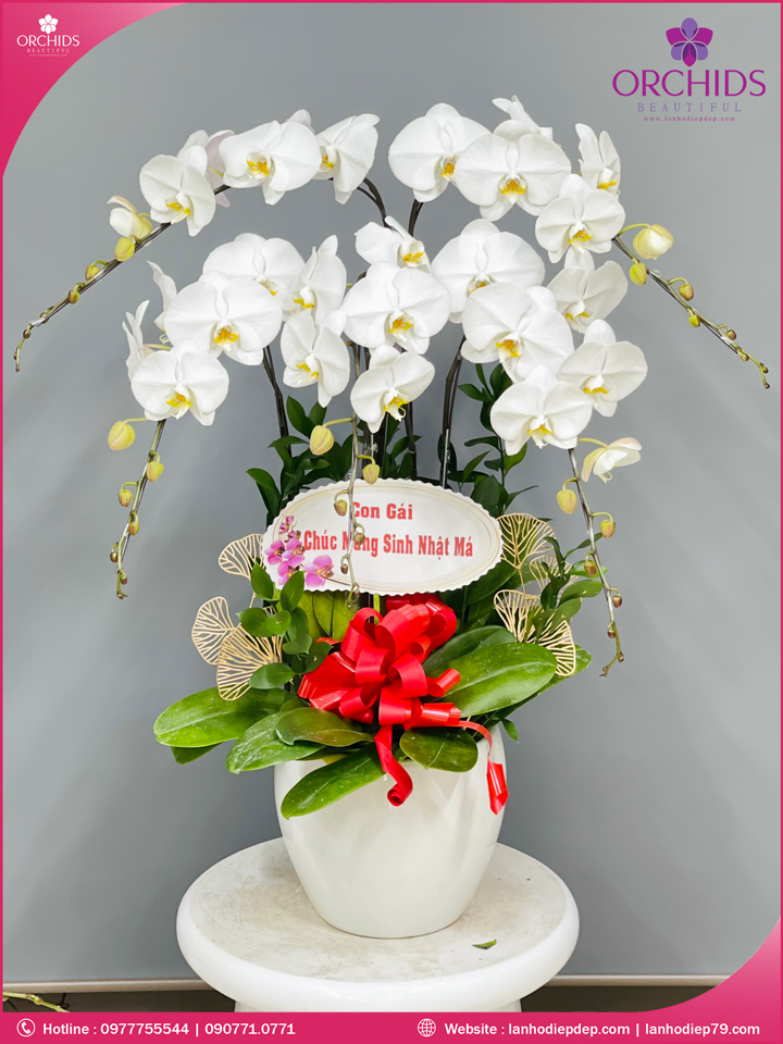 Chậu hoa lan hồ điệp trắng 5 cành