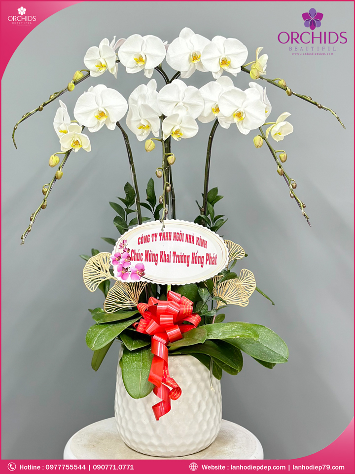 Chậu hoa lan hồ điệp trắng 5 cành