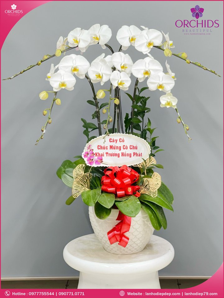 Chậu hoa lan hồ điệp trắng 5 cành