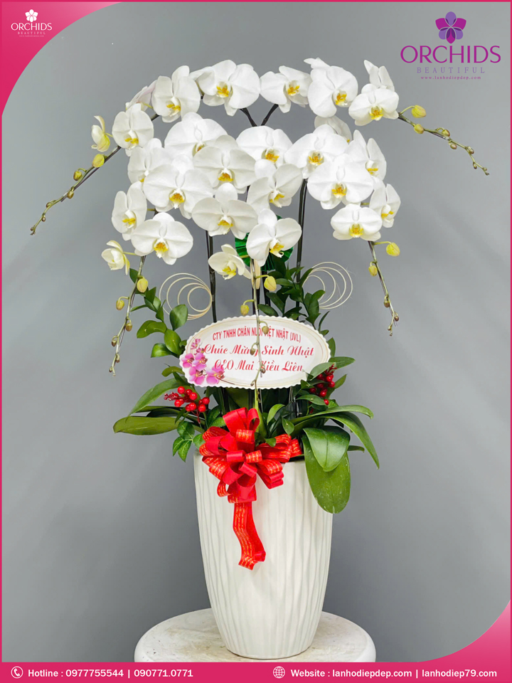 Chậu hoa lan hồ điệp trắng 5 cành
