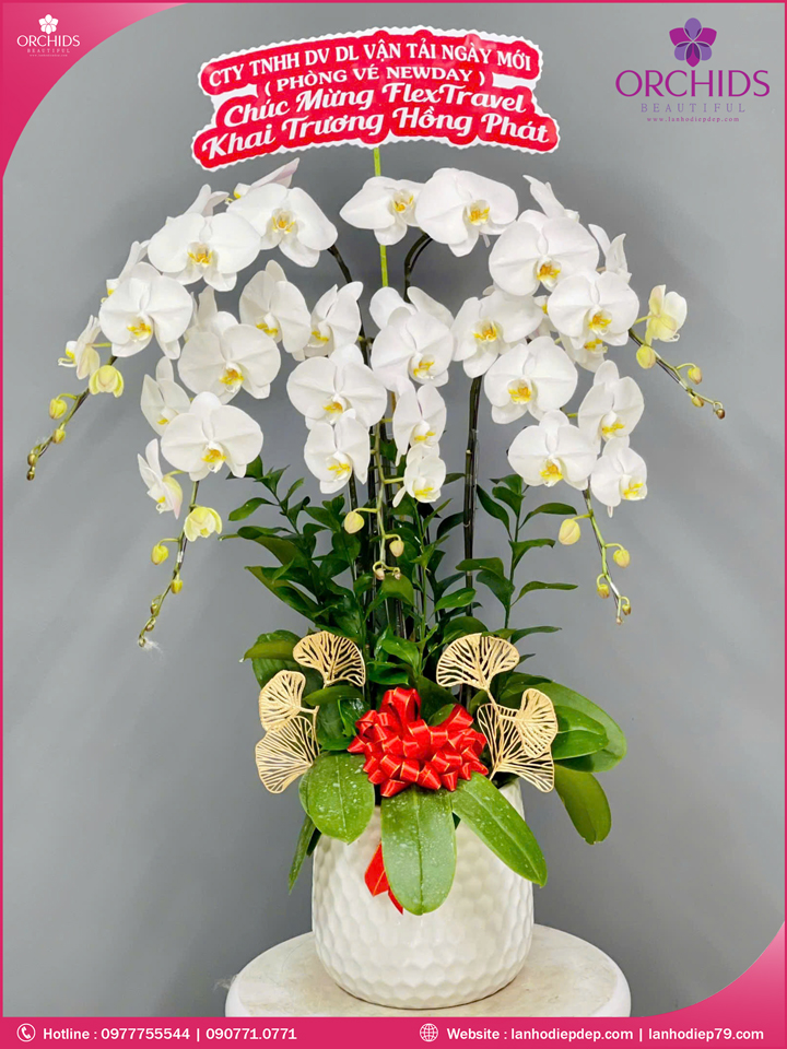 Chậu hoa lan hồ điệp trắng 5 cành