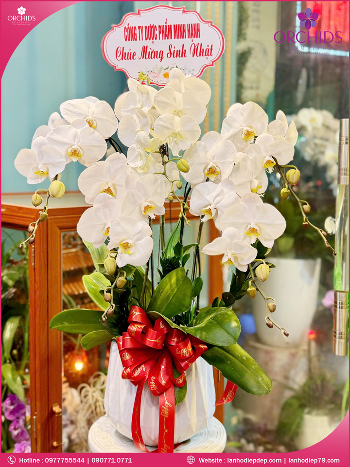 Chậu hoa lan hồ điệp trắng 5 cành