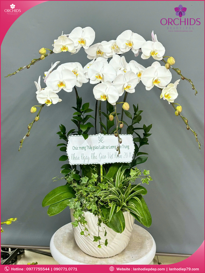 Chậu hoa lan hồ điệp trắng 5 cành