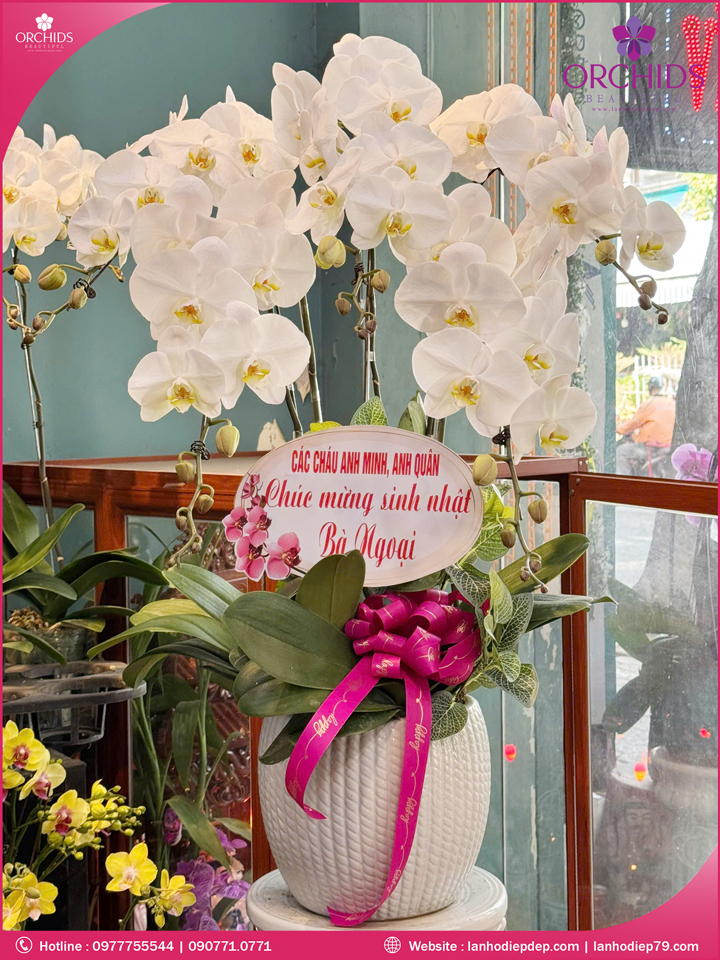Chậu hoa lan hồ điệp trắng 5 cành