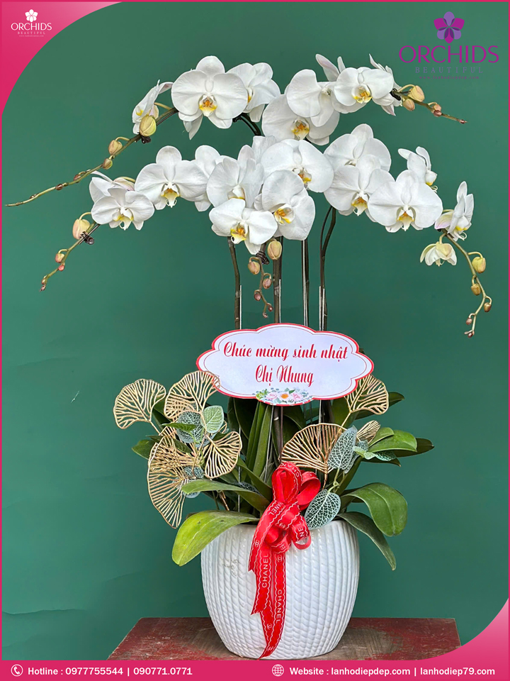 Chậu hoa lan hồ diệp trắng 5 cành