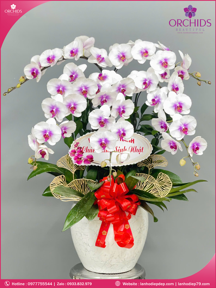 Chậu hoa lan hồ điệp trắng 5 cành