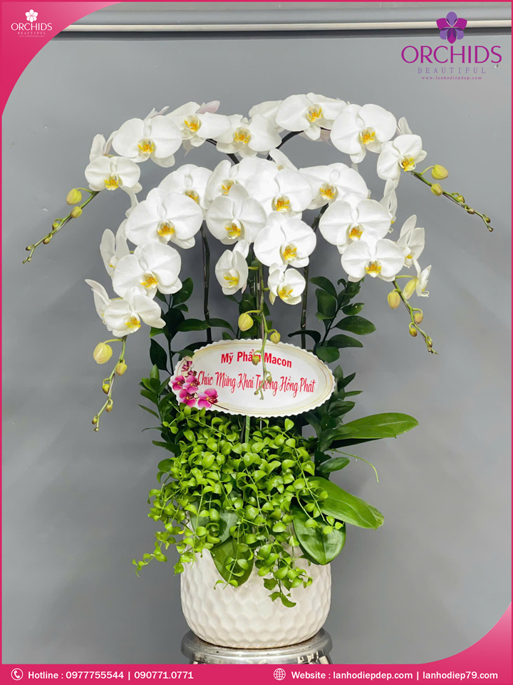 Chậu hoa lan hồ điệp trắng 5 cành
