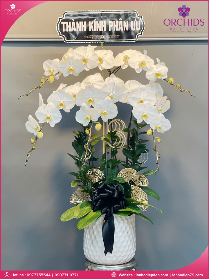 Chậu hoa lan hồ điệp trắng 5 cành