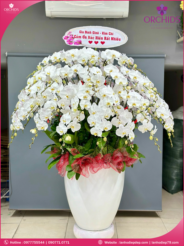 Chậu hoa lan hồ điệp trắng 50 cành