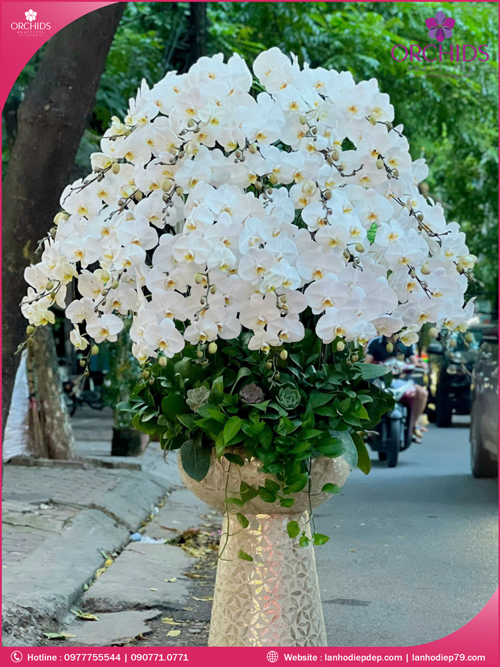 Chậu hoa lan hồ điệp trắng 50 cành
