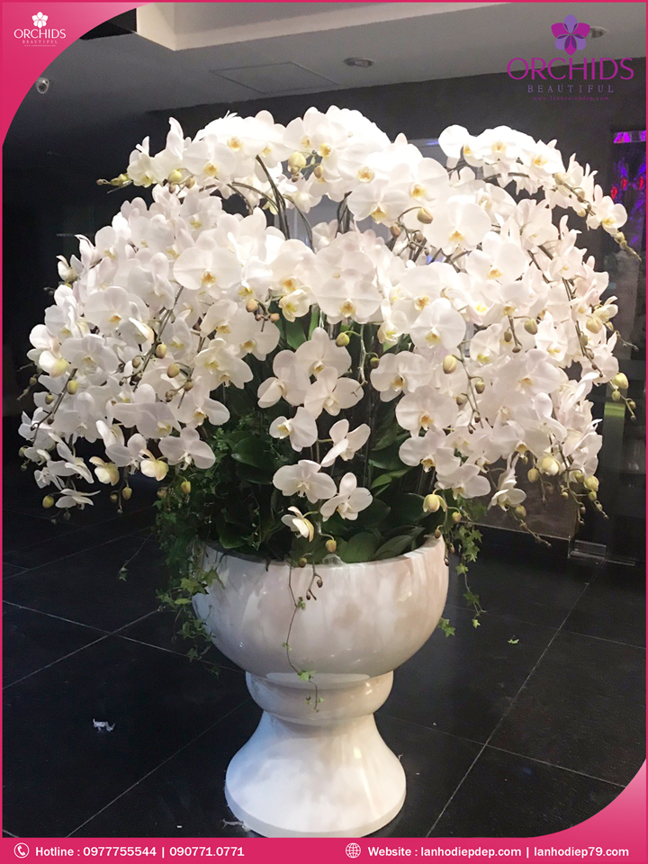 Chậu hoa lan hồ điệp trắng 59 cành