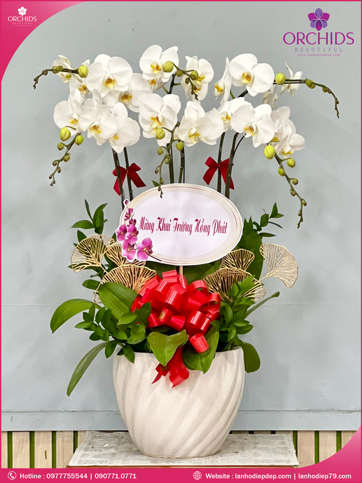 Chậu hoa lan hồ điệp trắng 6 cành