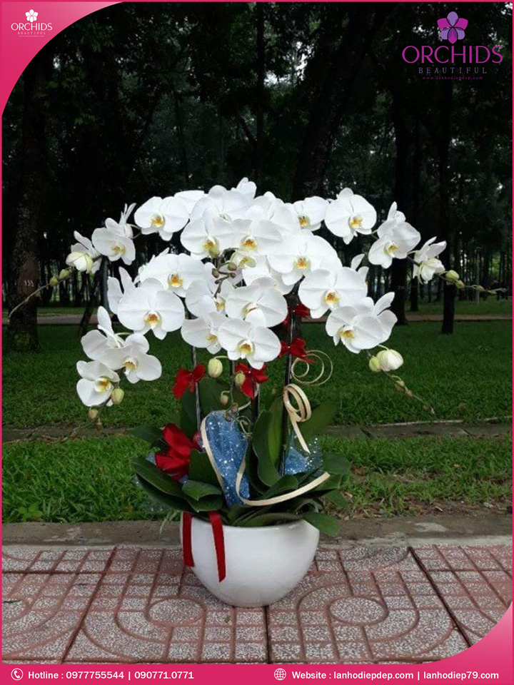 Chậu hoa lan hồ điệp trắng 6 cành