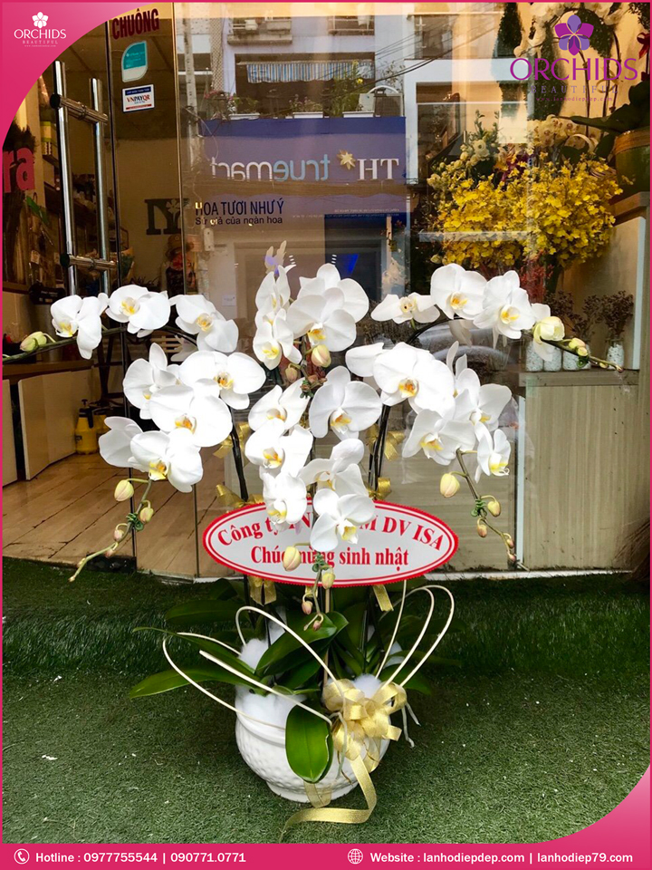 Chậu hoa lan hồ điệp trắng 6 cành