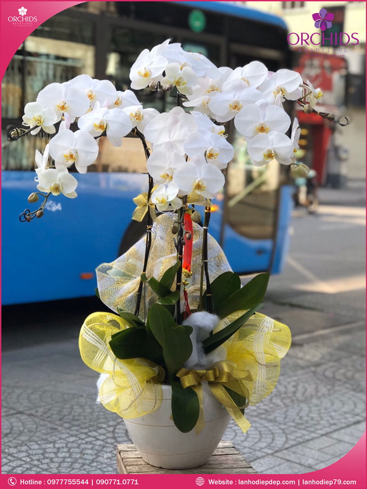 Chậu hoa lan hồ điệp trắng 6 cành