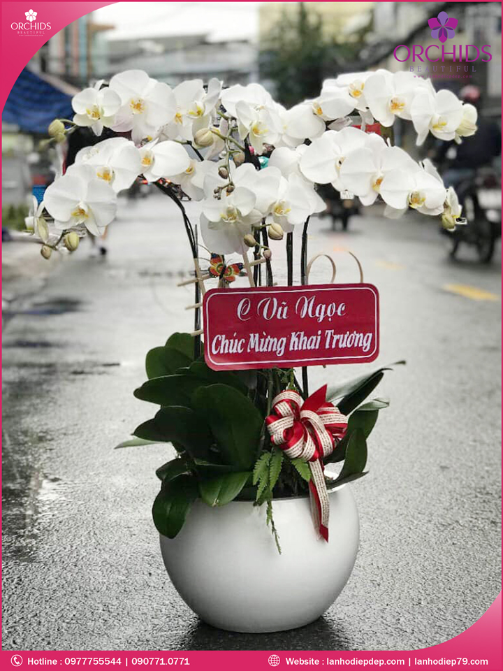 Chậu hoa lan hồ điệp trắng 6 cành