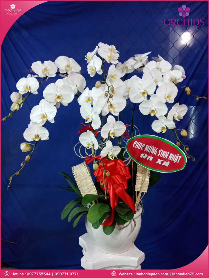 Chậu hoa lan hồ điệp trắng 6 cành
