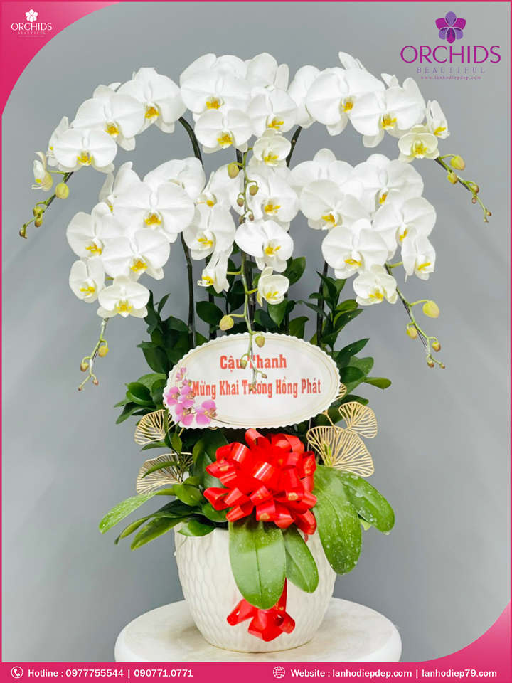 Chậu hoa lan hồ điệp trắng 6 cành