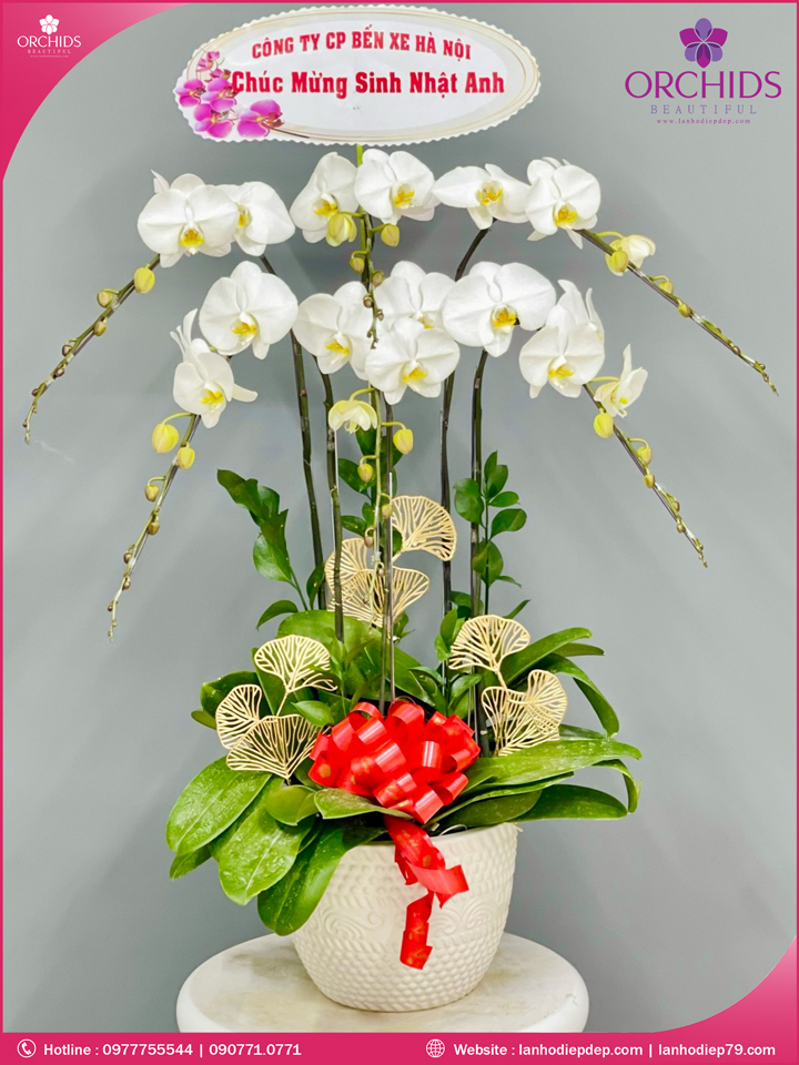 Chậu hoa lan hồ điệp trắng 6 cành