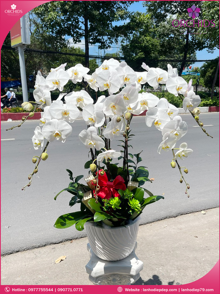 Chậu hoa lan hồ điệp trắng 6 cành