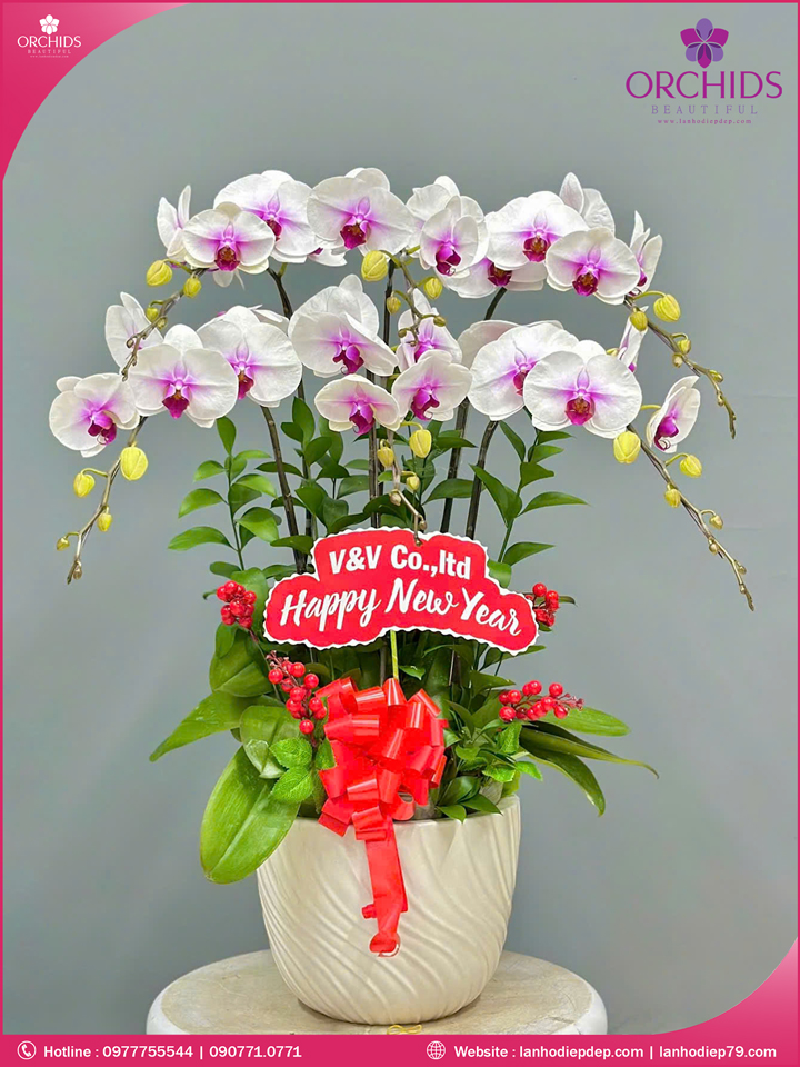 Chậu hoa lan hồ điệp trắng 6 cành