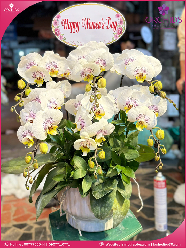 Chậu hoa lan hồ điệp trắng 6 cành