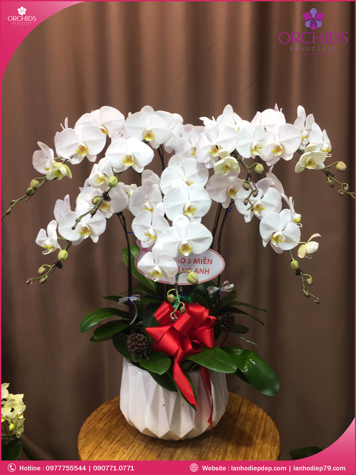 Chậu hoa lan hò điệp trắng 7 cành