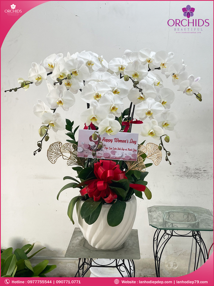 Chậu hoa lan hồ điệp trắng 7 cành