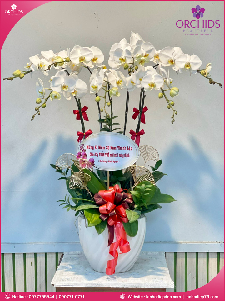 Chậu hoa lan hồ điệp trắng 7 cành