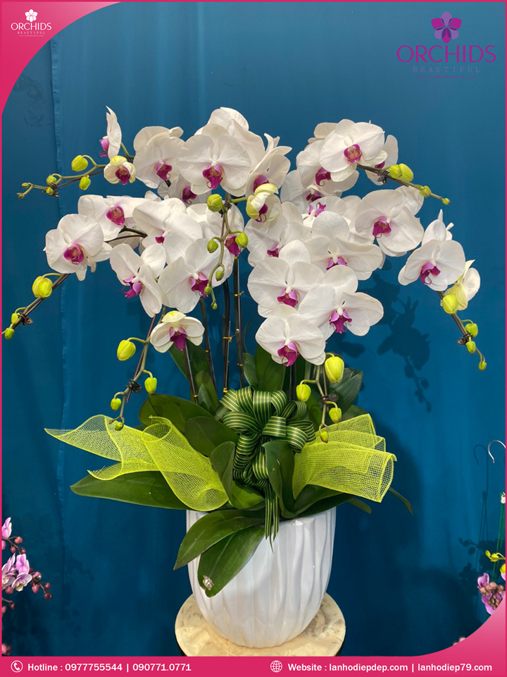 Chậu hoa lan hồ điệp trắng 7 cành