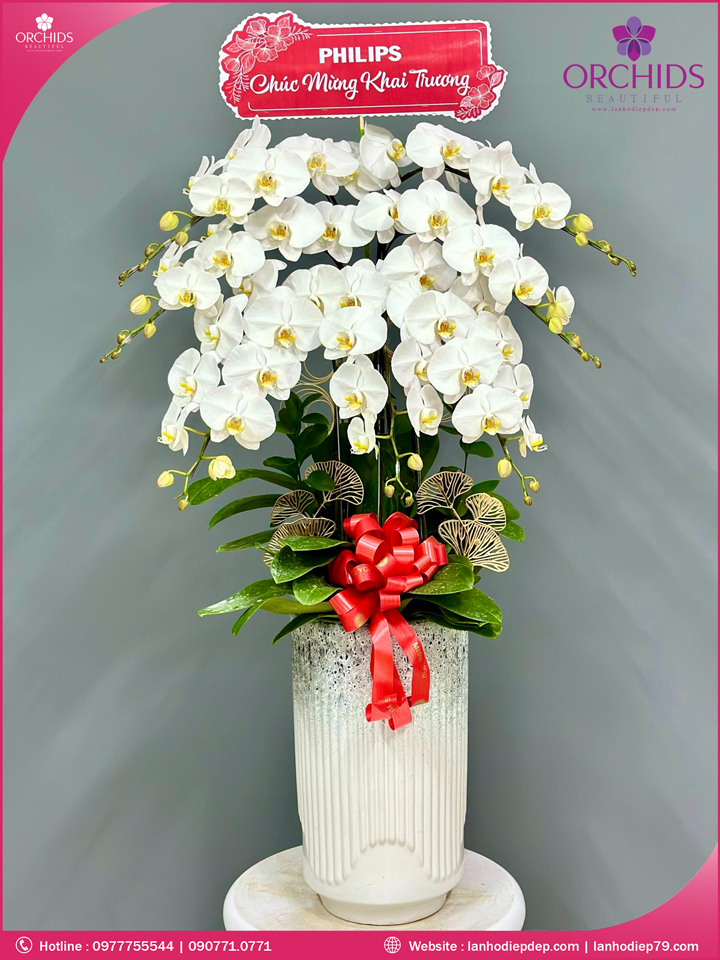 Chậu hoa lan hồ điệp trắng 7 cành