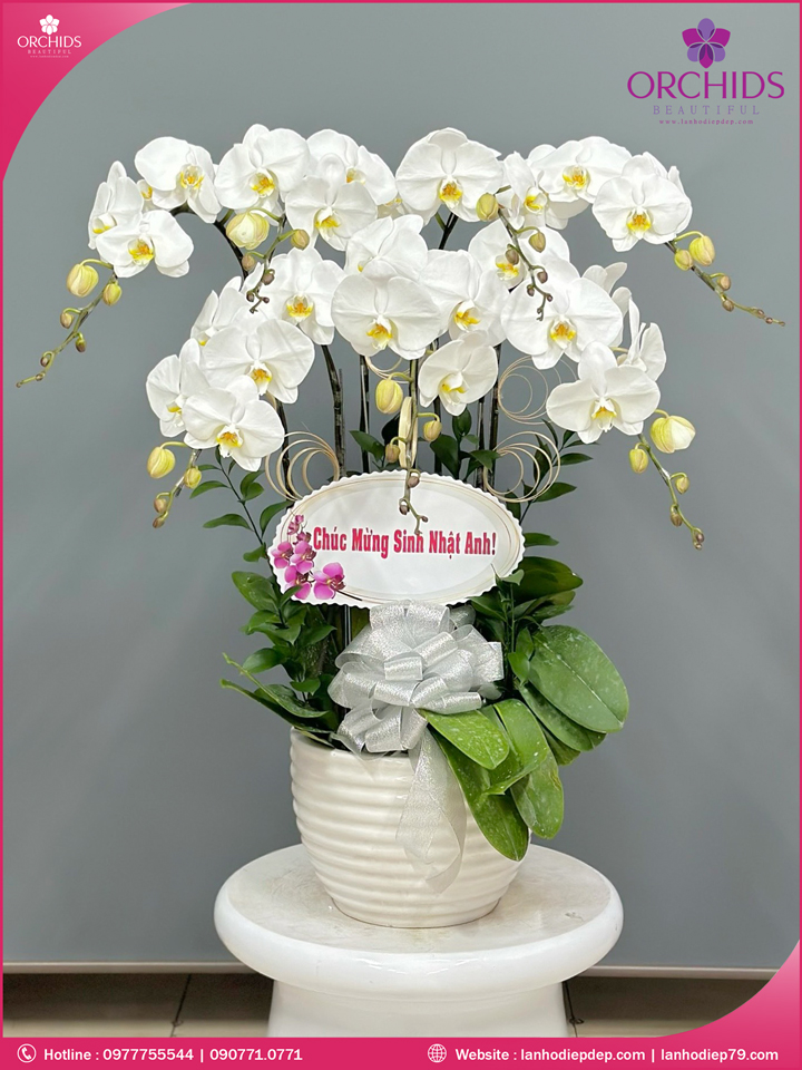 Chậu hoa lan hồ điệp trắng 7 cành