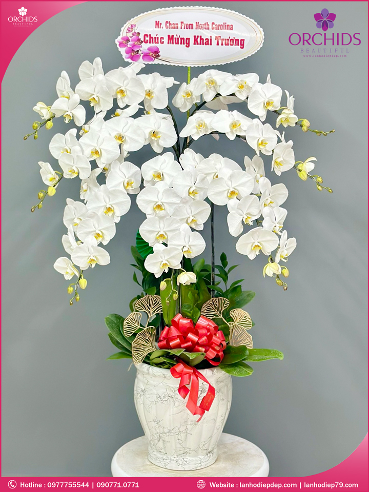 Chậu hoa lan hồ điệp trắng 7 cành