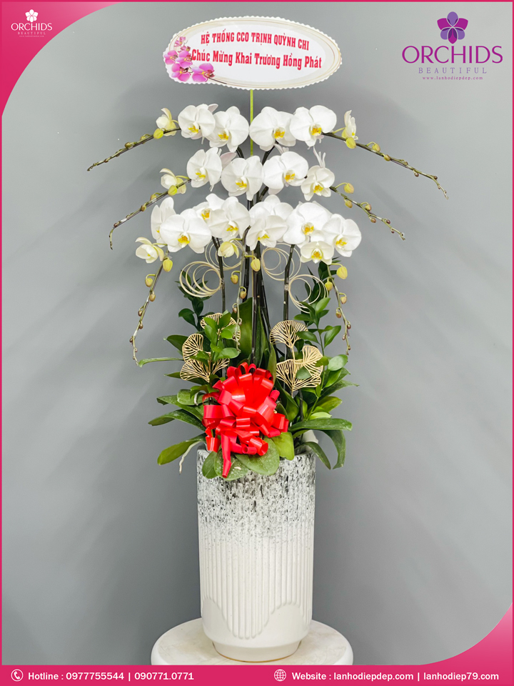 Chậu hoa lan hồ điệp trắng 7 cành
