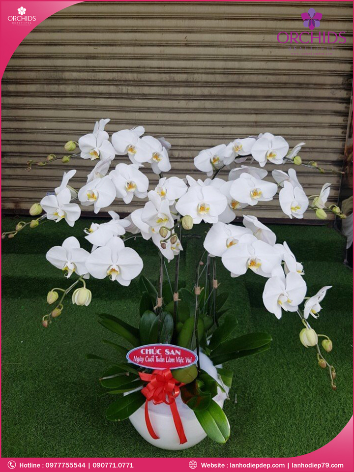 Chậu hoa lan hồ điệp trắng 7 cành