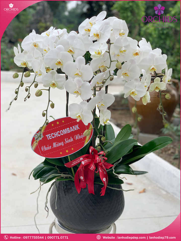 Chậu hoa lan hồ điệp trắng 7 cành