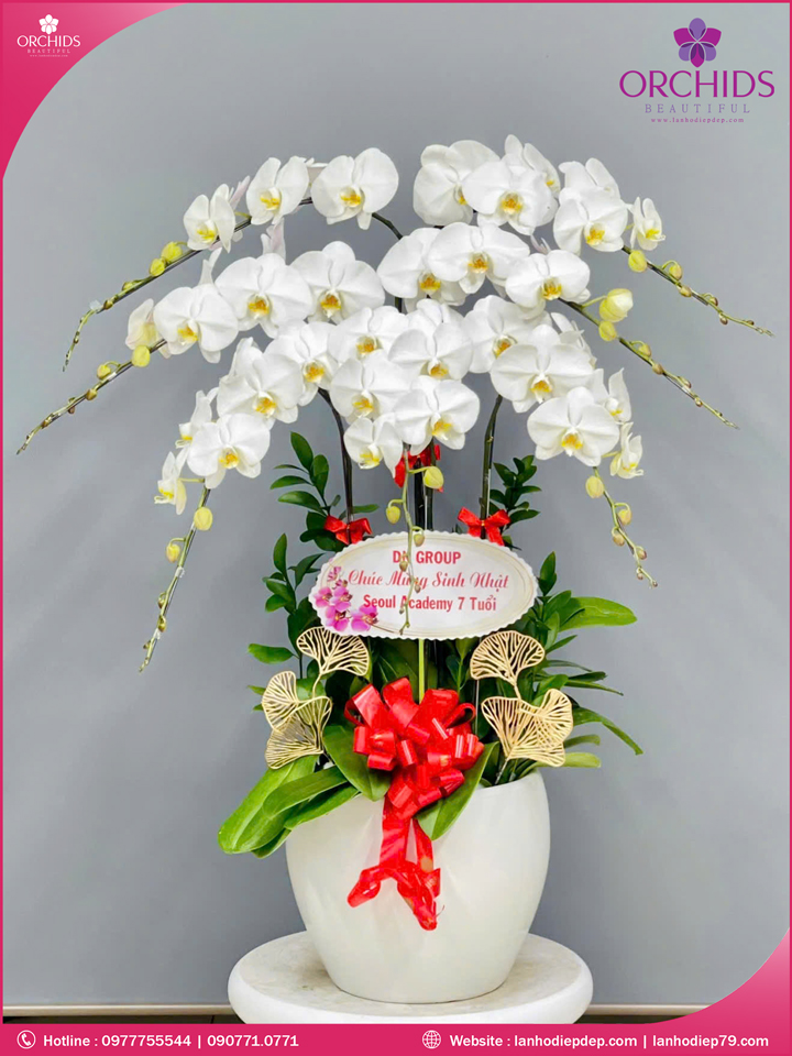 Chậu hoa lan hồ điệp trắng 7 cành