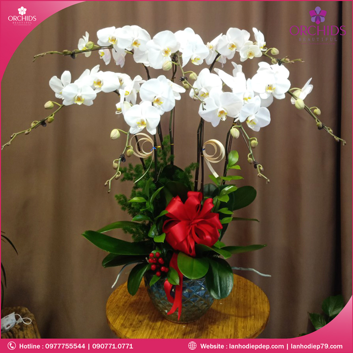 Chậu hoa lan hồ điệp trắng 7 cành