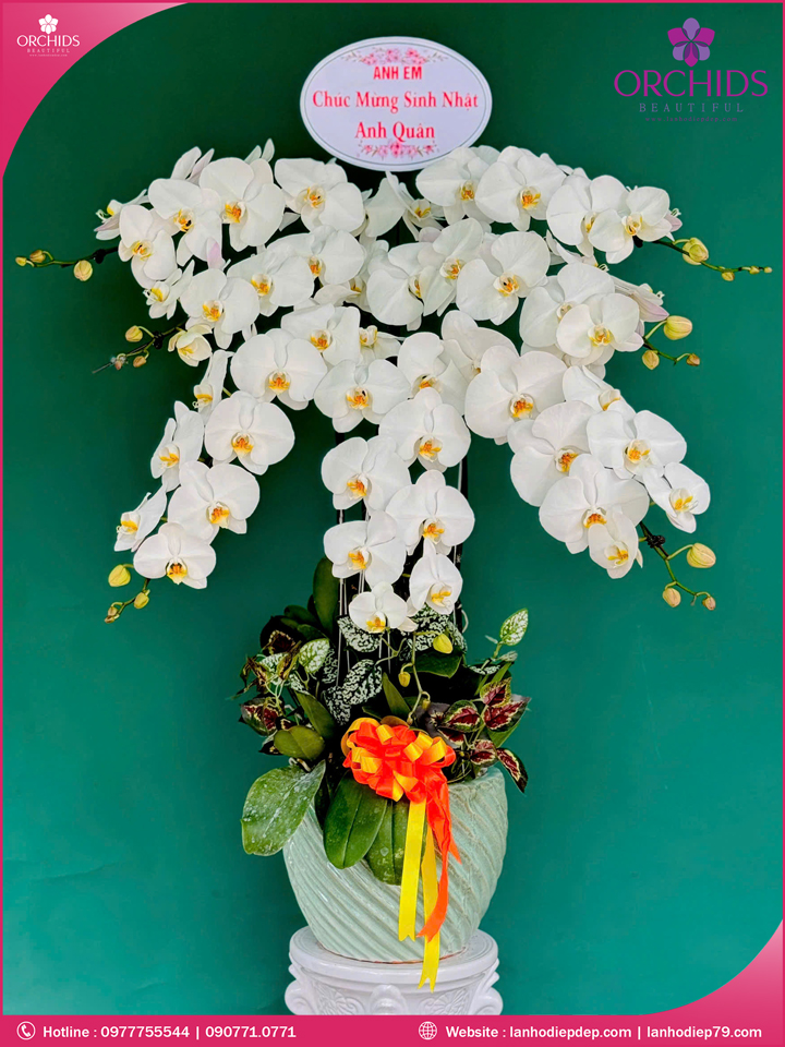 Chậu hoa lan hồ điệp trắng 7 cành