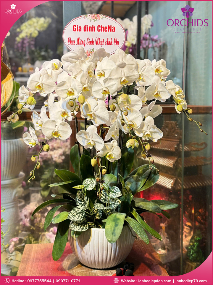 Chậu hoa lan hồ điệp trắng 7 cành