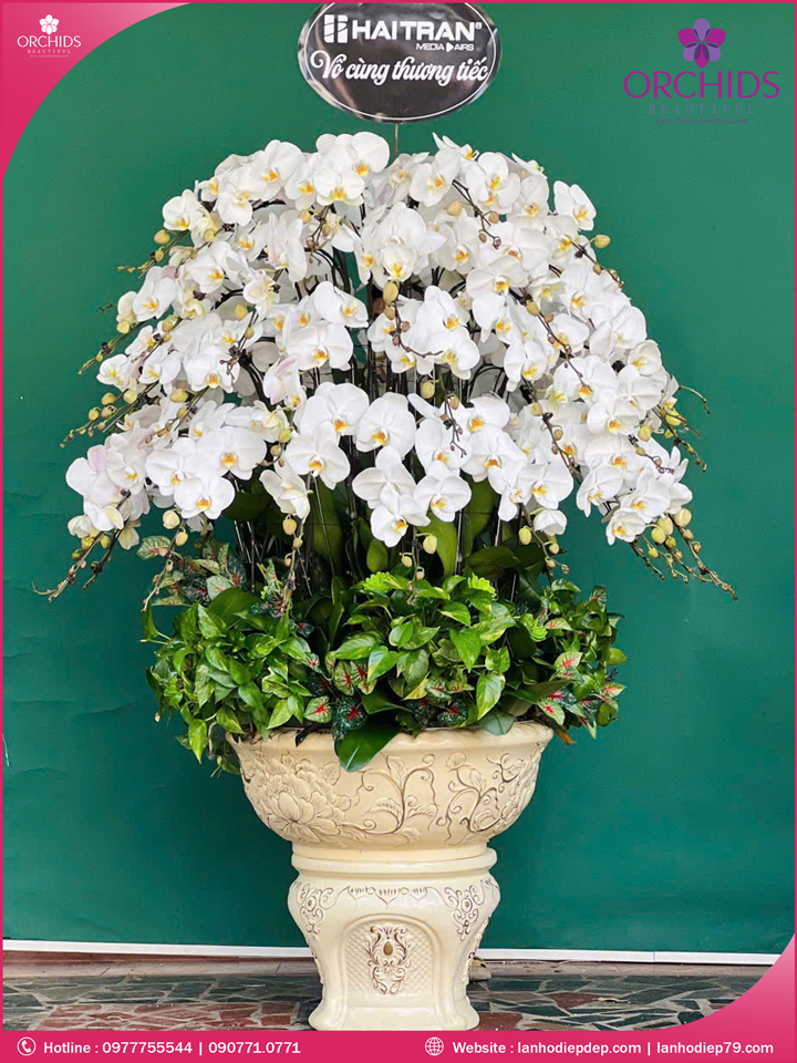Chậu hoa lan hồ điệp trắng 70 cành