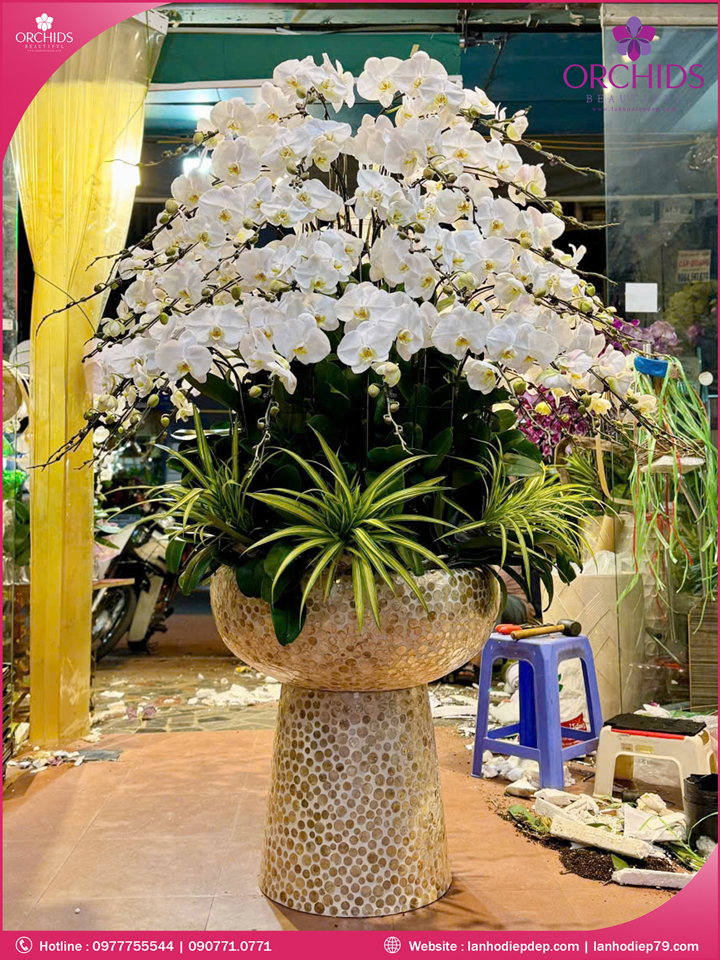Chậu hoa lan hồ điệp trắng 78 cành