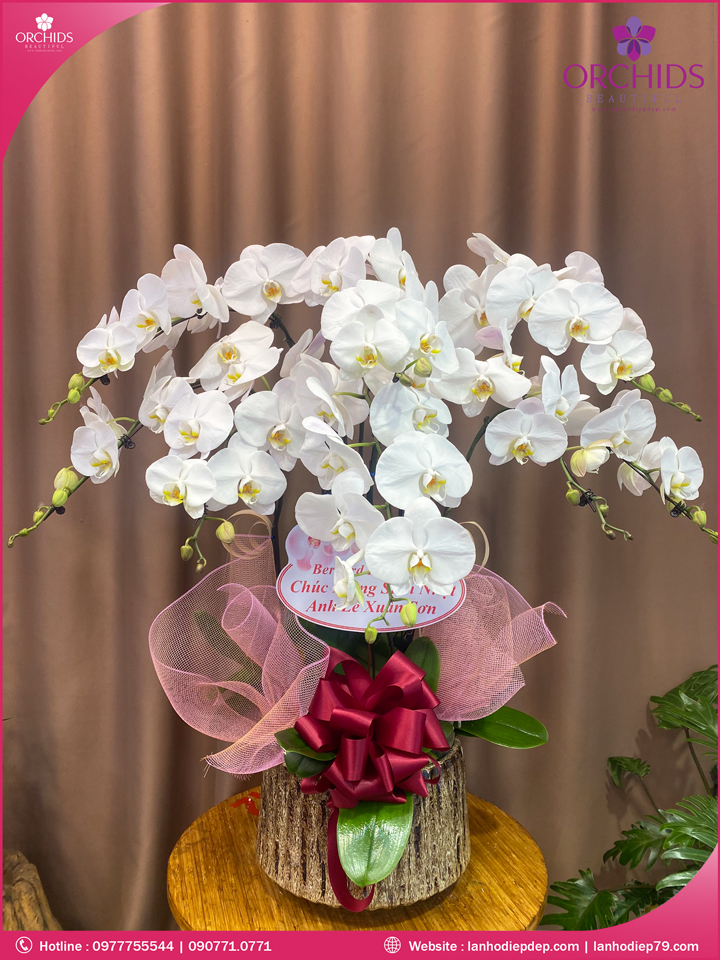 Chậu hoa lan hồ điệp trắng 8 cành